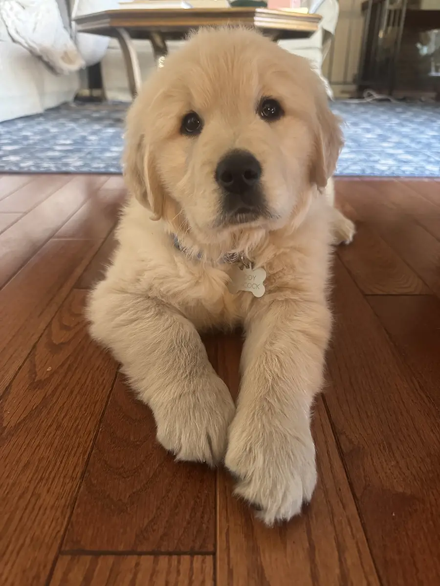 Jonathan Babcock's golden retriever puppy