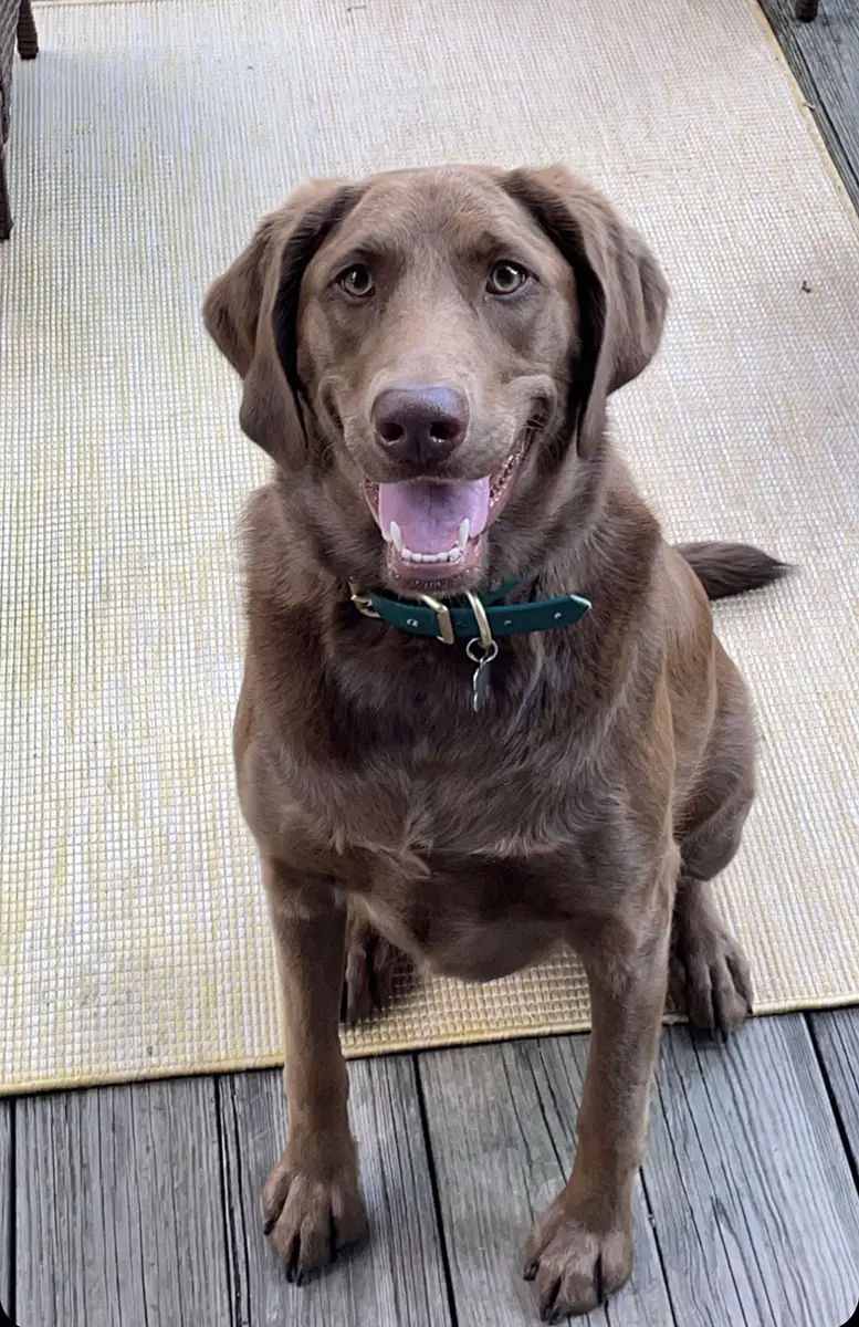 Dog, Chocolate Lab